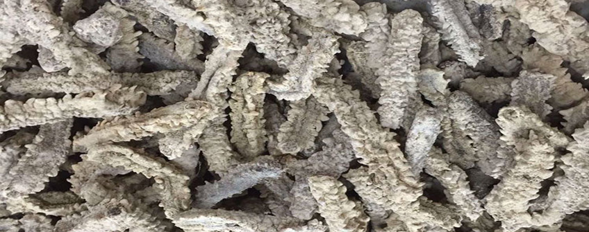 从加拿大入口海参怎样清关？？？？？需要哪些资质？？？？？