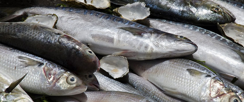 冻鱼入口流程和手续？？？？？？？