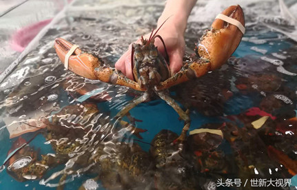 龙虾入口报关：龙虾入口流程和手续