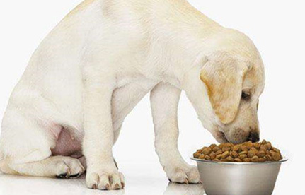 狗粮入口清关手续及清关流程