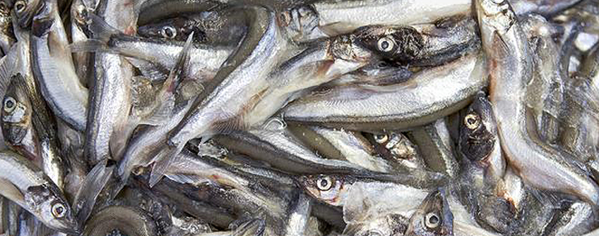 海鲜报关：冰鲜食物入口清关